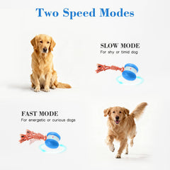 QGI Interactive Dog Ball uses a motion sensor to start play on contact.
