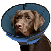 Queenmore soft dog cone on a large blue dog offering post-surgery protection and comfortable wear.
