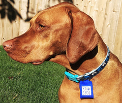Quiet Spot pet tag silencer back view protects tags from wear.