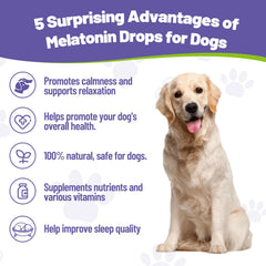 Quinlynx L-Theanine dog calm drops support daytime relaxation
