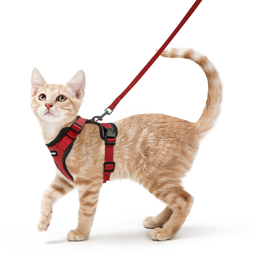 Rabbitgoo cat harness with breathable air mesh for cool, comfy walks.