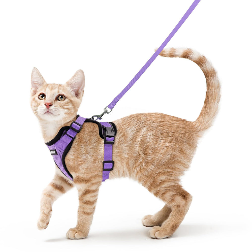 Rabbitgoo cat harness and leash set on cat for safe outdoor walks