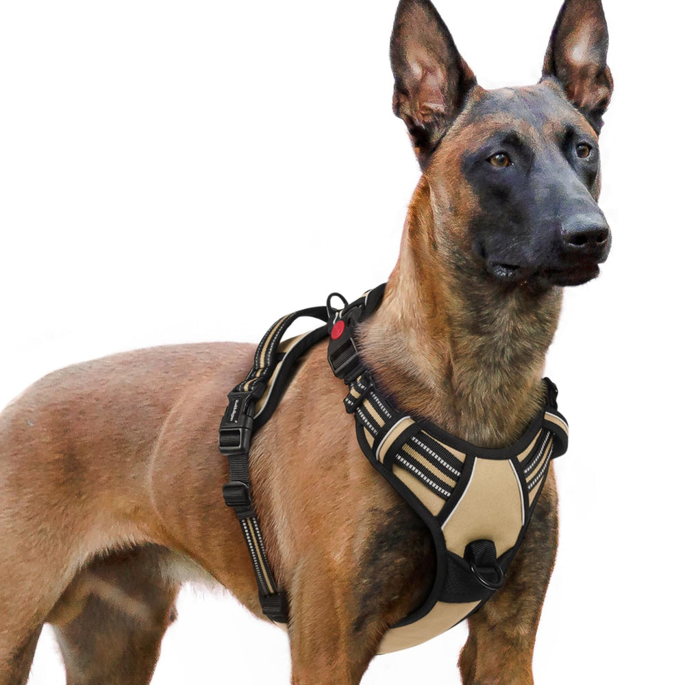 Rabbitgoo dog harness with adjustable straps for a snug, flexible fit.
