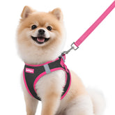 Rabbitgoo dog harness M step-in design for easy on/off.