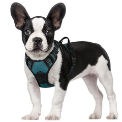 Rabbitgoo dog harness front view in blue coral for small dogs with no-pull design