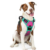 Rabbitgoo dog harness with no-pull chest clip in hot pink turquoise for safer walks.