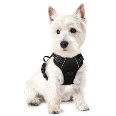 rabbitgoo dog harness with dual leash clips for safer training and walks