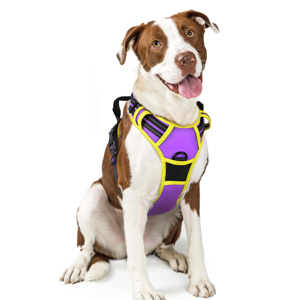 Rabbitgoo harness with no-pull dual leash clips for safer, controlled walks.
