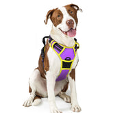 Rabbitgoo harness with no-pull dual leash clips for safer, controlled walks.