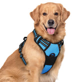Rabbitgoo dog harness no-pull front view with dual leash clips for controlled walks