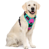 Rabbitgoo no pull harness with chest clip for control during walks.