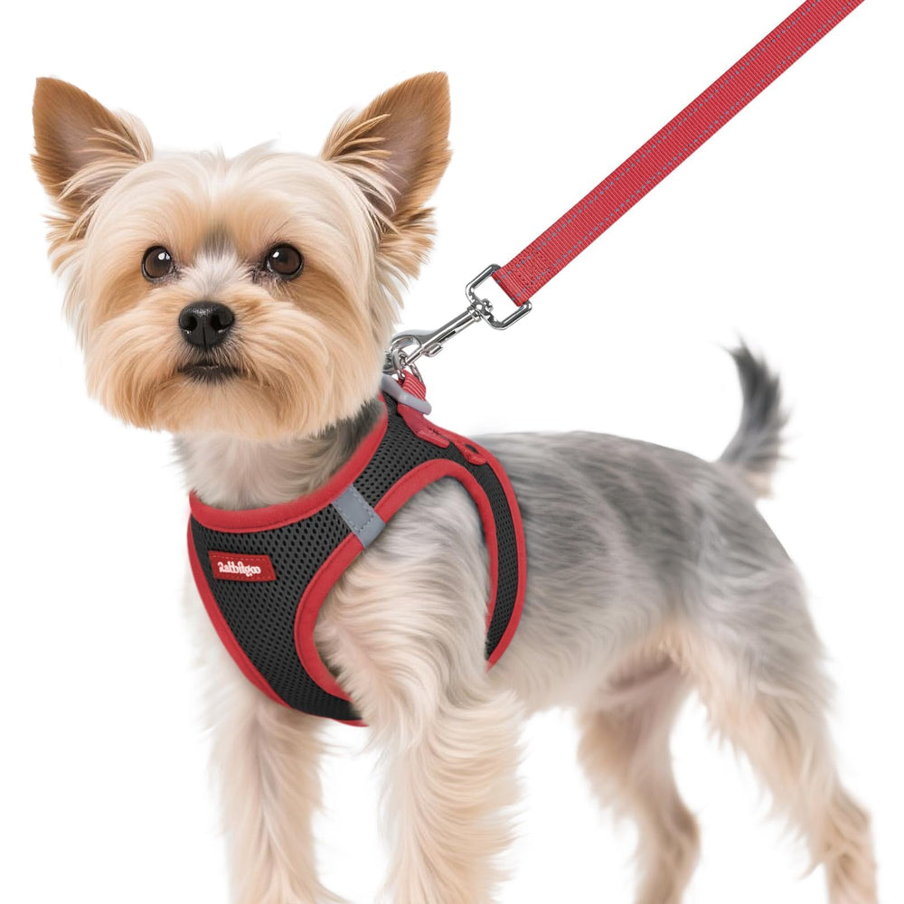 Rabbitgoo XS breathable step-in harness worn by a small dog for all-day comfort.