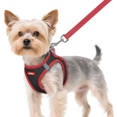 Rabbitgoo XS breathable step-in harness worn by a small dog for all-day comfort.
