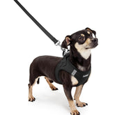 Rabbitgoo XXXS step-in harness ready for quick, secure fitting.