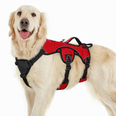 Rabbitgoo escape-proof harness on large dog for secure daily walks
