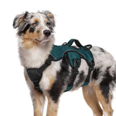 Rabbitgoo escape-proof harness front view highlights secure fit for energetic dogs.