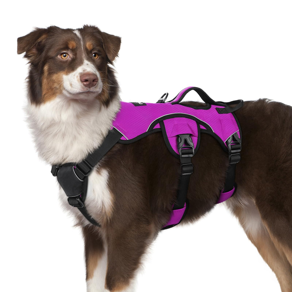 Rabbitgoo escape-proof harness overview for secure, comfortable daily walks.