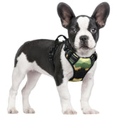 Rabbitgoo no-pull harness with dual leash clips for safer, controlled dog walks.
