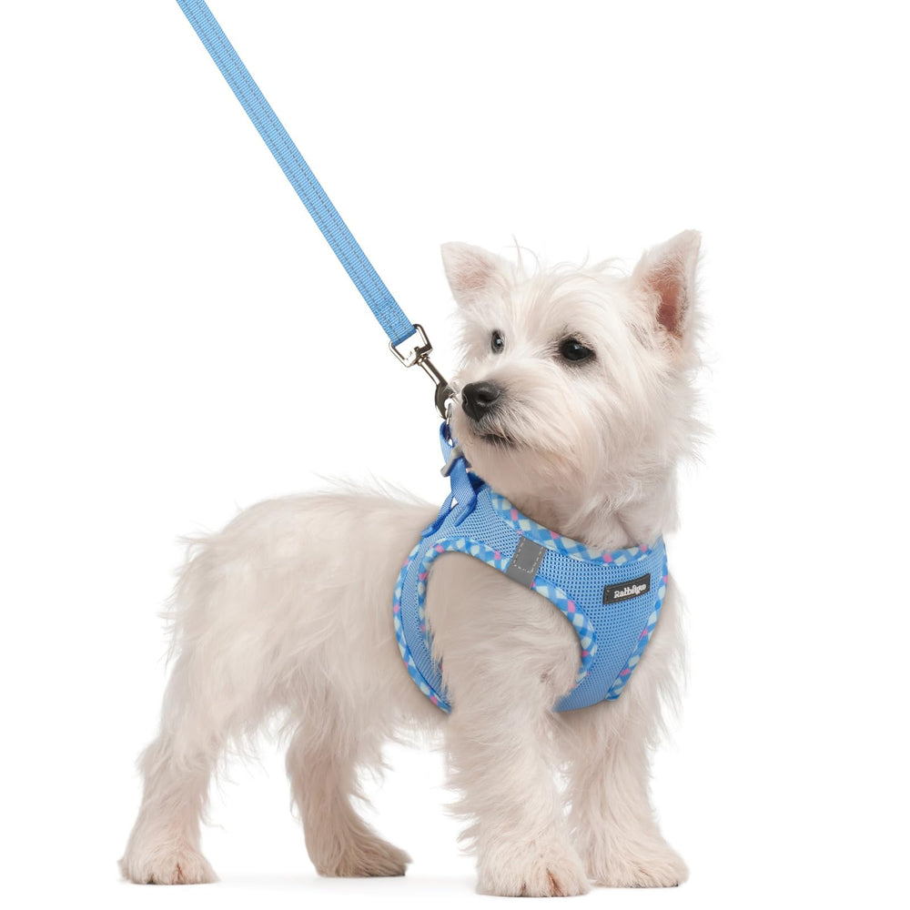 Rabbitgoo step-in dog harness in blue for easy everyday walks