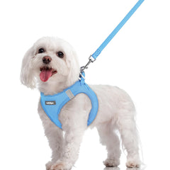 Rabbitgoo step-in blue harness shows simple fit for small dogs.