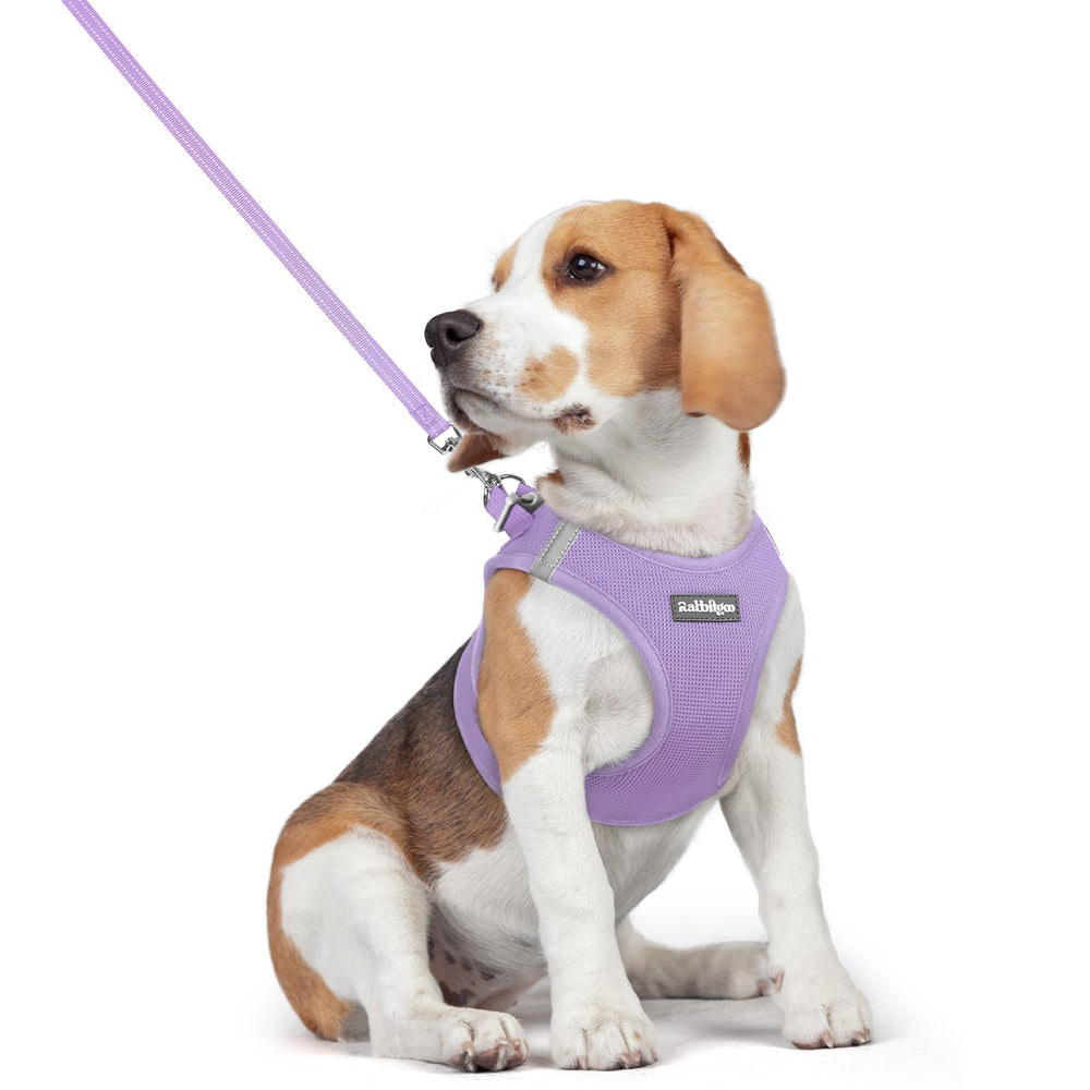 Rabbitgoo step-in harness with breathable mesh keeps small dogs cool on walks.