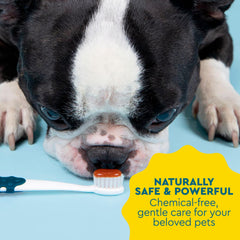 Radius storage case for dog dental kit made from recycled materials