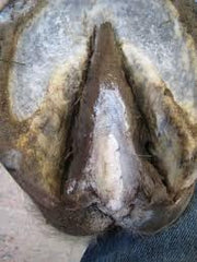 Hoof-Stuff in use helps prevent cracks and protects the hoof.
