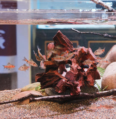 RedFeiyang large cave suitable for 10 gallon tanks and up