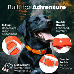 Regal Dog orange collar with heavy-duty double buckle for durability