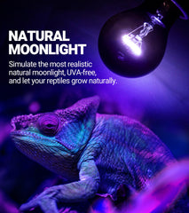 REPTI ZOO terrarium-ready night lamp with gentle glow supports healthy nocturnal routines.