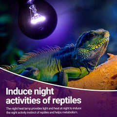 REPTI ZOO purple-coated soft-light creates a non-disruptive night glow