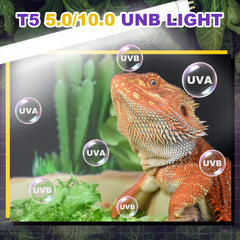 Bearded dragon basking under Reptispa UVB light.
