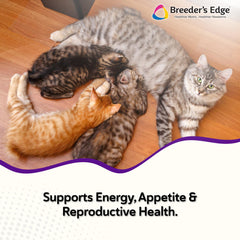 Breeder’s Edge Kitten Lyte being poured into water to boost energy.