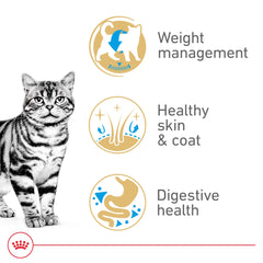 Royal Canin American Shorthair coat glow closeup emphasizing healthy, shiny fur
