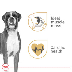 Royal Canin Boxer wet food texture close-up, enticing paté that Boxers may enjoy.