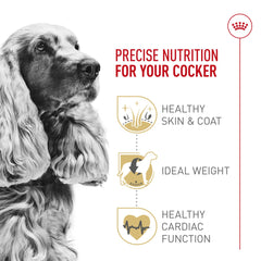 Royal Canin Cocker Spaniel dog-eating depicts convenient feeding for busy households.