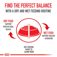 Royal Canin digestion-serving bowl with kibble for a small, energy-dense meal.