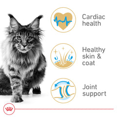 Royal Canin Maine Coon formula with omega-3-6 supports coat health