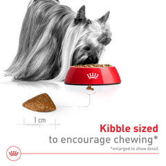 Royal Canin X-Small Aging 12+ dry food served in a bowl for picky seniors.
