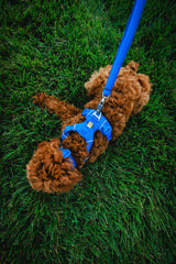 Ruffwear Front Range collar soft tubular webbing reduces chafing during hikes.