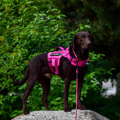 RunFido Molle system harness with space for accessories on hikes.