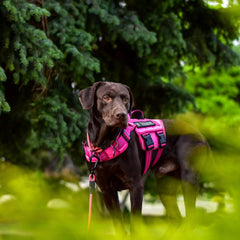 RunFido Molle system vest supports pouches for adventures.
