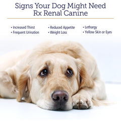Green tea antioxidant capsules for dogs provide cellular protection