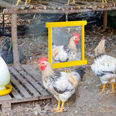 Sadnyy mirror toy installed in coop, easy to set up.