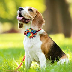 Sadnyy cat accessory flower bow multi-color brightens everyday pet looks.