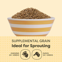 Scratch and Peck Pacific Northwest grown barley for sustainable farming.