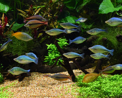 Seachem Pristine bacterial blend in action after feeding