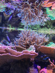 Seachem Reef Zooplankton bottle usage, ideal for reef tank feeding