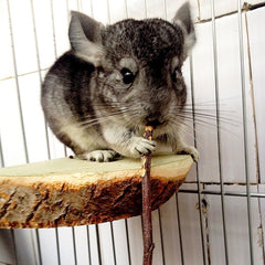 Each stick averages about 6 inches, convenient for small pets to nibble and hold.