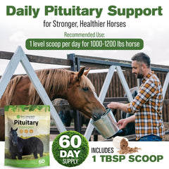 Horse enjoying fortified feed with Silver Lining Herbs for seasonal shedding comfort